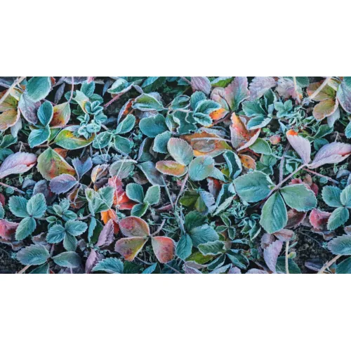 Úplet podzimní záhon